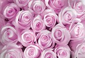 Fotobehang Pink Roses | XXL - 312cm x 219cm | 130g/m2 Vlies