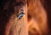 Fotobehang Horse Pony | XL - 208cm x 146cm | 130g/m2 Vlies
