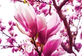 Fotobehang Magnolia Tree | XXL - 312cm x 219cm | 130g/m2 Vlies