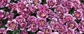 Fotobehang Blossomed Flowers Purple | PANORAMIC - 250cm x 104cm | 130g/m2 Vlies