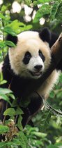 Fotobehang Panda | DEUR - 211cm x 90cm | 130g/m2 Vlies