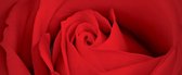 Fotobehang Flower Rose  | PANORAMIC - 250cm x 104cm | 130g/m2 Vlies