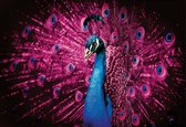 Fotobehang Peacock Bird Pink Feathers | XL - 208cm x 146cm | 130g/m2 Vlies