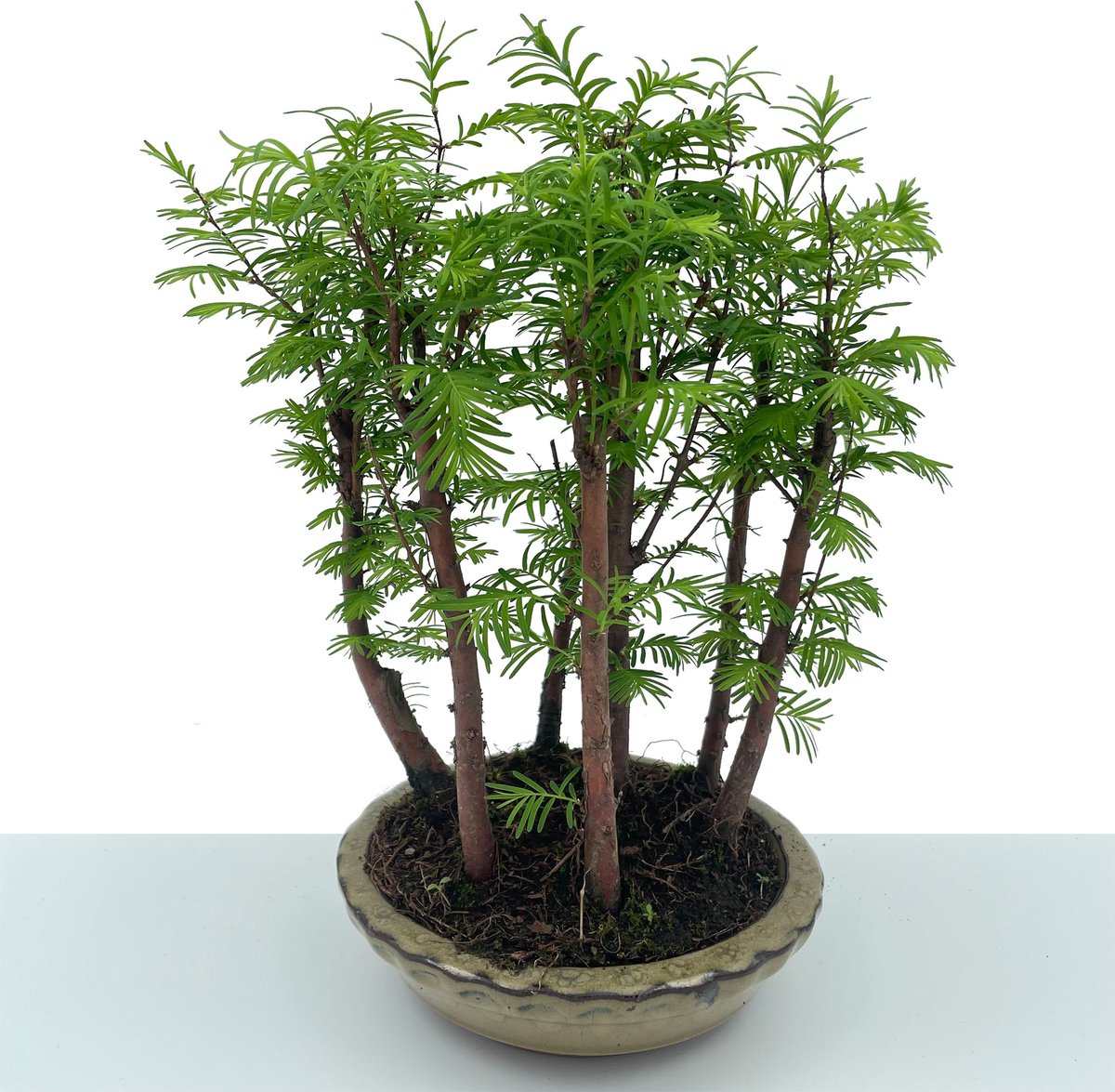 Boomwond Afdichtmiddel Het Snoeien - Entpasta 100 Gram | Planten Vulmiddel Entwas Voor Bescherming Onderhoud Winter Stam Fruitbomen Buiten Tuin