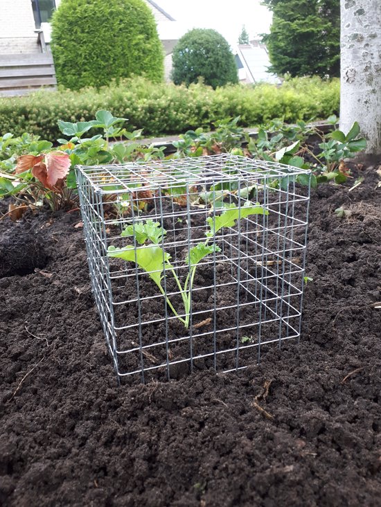 Foto: Nieuw vogel en milieu vriendelijke plantenbescherming van roestvrij gegalvaniseerd gaas opvouwbaar met handige bovenklep inclusief verzend kosten groeistart plantenbescherming tegen slakken