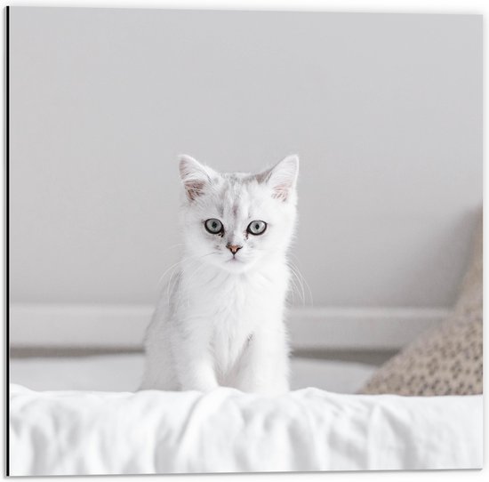 Dibond - Witte Kitten op Witte Lakens - 50x50 cm Foto op Aluminium (Met  Ophangsysteem) | bol.com