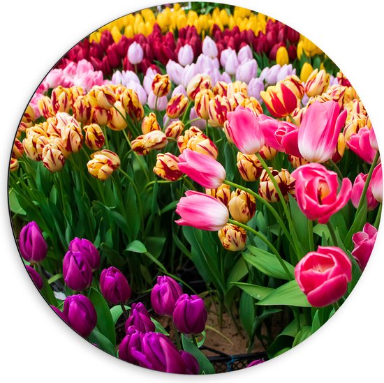 Dibond Muurcirkel - Verse Tulpen in Verschillende Kleuren in het Veld - 60x60 cm Foto op Aluminium Muurcirkel (met ophangsysteem)