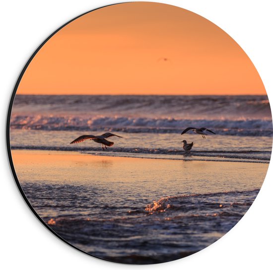 Dibond Muurcirkel - Vliegende en Lopende Vogels in en Boven het Zeewater tijdens Zonsondergang - 20x20 cm Foto op Aluminium Muurcirkel (met ophangsysteem)