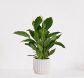Spathiphyllum en pot ornemental Liam Wit – plante d'intérieur blanche – plante cuillère purificatrice d'air - 60-75cm - Ø18 – livrée avec pot – fraîchement sortie de la pépinière