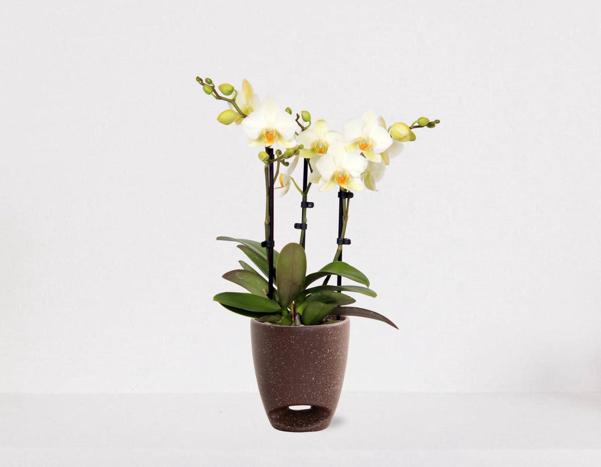 Orchidée Phalaenopsis Blanche - Gibraltar Minéral - Taille du Pot Ø9Cm