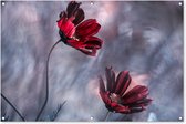 Tuinposter - Tuindoek - Tuinposters buiten - Bloemen - Rood - Planten - Natuur - 120x80 cm - Tuin