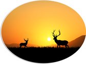 PVC Schuimplaat Ovaal - Silhouet van Herten rennend door het Weiland bij Zonsondergang - 56x42 cm Foto op Ovaal (Met Ophangsysteem)