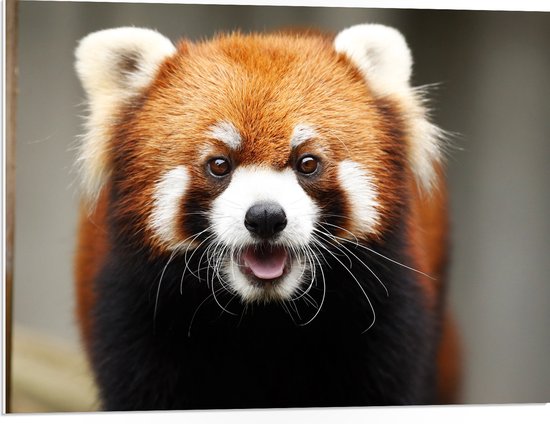 PVC Schuimplaat- Portret van Rode Panda met lange Witte Snorharen - 80x60 cm Foto op PVC Schuimplaat