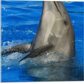 Acrylglas - Omhoogkijkende Dolfijn in Helderblauw Water - 50x50 cm Foto op Acrylglas (Met Ophangsysteem)