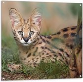 Tuinposter – Schuwe Serval Katachtige liggend in het Gras - 100x100 cm Foto op Tuinposter (wanddecoratie voor buiten en binnen)