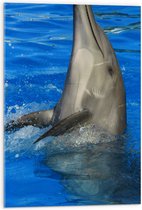 Acrylglas - Omhoogkijkende Dolfijn in Helderblauw Water - 50x75 cm Foto op Acrylglas (Met Ophangsysteem)