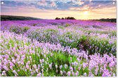 Tuinposter bloemen. - Tuindecoratie lavendel paars - 90x60 cm - Tuinschilderij voor buiten - Tuindoek zonsondergang - Wanddecoratie tuin - Schuttingdoek - Balkon decoratie - Muurdecoratie natuur landschap - Buitenposter schutting