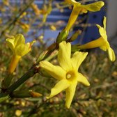 Jasminum Nudiflorum - Winterjasmijn - 50-60 cm in pot: Winterbloeiende klimplant met heldergele bloemen.