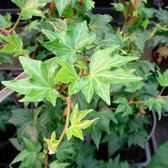 Hedera Helix 'Green Ripple' - Klimop - 50-60 cm in pot: Klimop met gegolfde bladeren, uitstekend voor groene muren of bodembedekking.