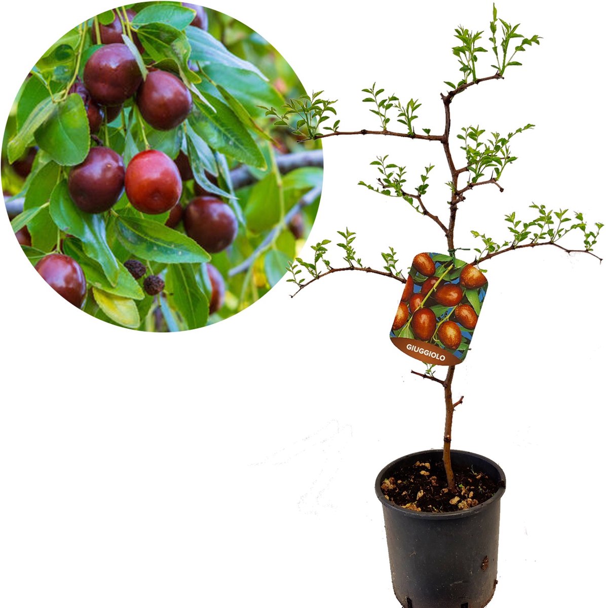 Ziziphus jujuba 'Giuggiolo' Chinese dadelboom of rode dadel, 3 liter pot