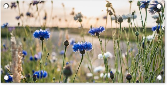 Tuinposter Bloemen - Zomer - Korenbloem - Blauw - Zon - Wolken - 60x30 cm - Tuindoek - Buitenposter