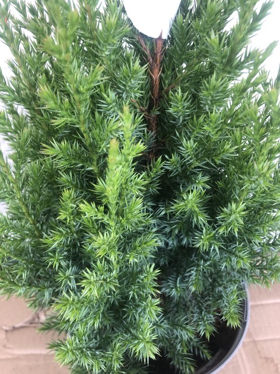 Juniperus