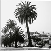 WallClassics - Acrylglas - Palmbomen in Amerikaanse Buurt (Zwart- wit) - 50x50 cm Foto op Acrylglas (Met Ophangsysteem)