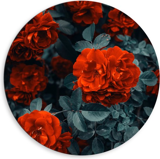 WallClassics - Dibond Muurcirkel - Rode Volle Bloemen in Donkergroene Struik - 80x80 cm Foto op Aluminium Muurcirkel (met ophangsysteem)