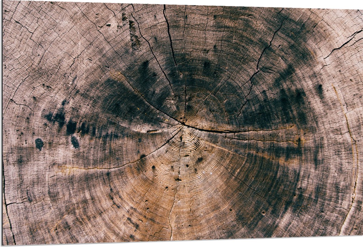 Dibond - Close-up van Boomstam - 120x80 cm Foto op Aluminium (Wanddecoratie van metaal)
