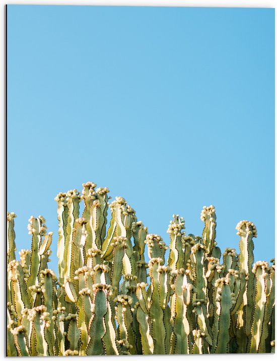 WallClassics - Dibond - Smalle Groene Planten boven Stralend Blauwe Lucht - 60x80 cm Foto op Aluminium (Wanddecoratie van metaal)