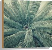 WallClassics - Hout - Bovenaanzicht van Groene Palmboom - 50x50 cm - 9 mm dik - Foto op Hout (Met Ophangsysteem)