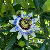 Passiflora Edulis 'Frederick' Blauw / Wit - 3 Planten - Klimplant - Passievrucht - 9 cm. Pot - Garden Select - Winterhard