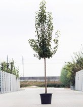 Grote Perenboom | Pyrus communis 'Doyenne du Comice' | Halfstam | 180 - 230 cm | Stamomtrek 11-14 cm | 6 jaar
