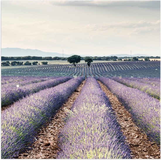 Foto: Wallclassics poster glanzend rijen paarse lavendel 80x80 cm foto op posterpapier met glanzende afwerking