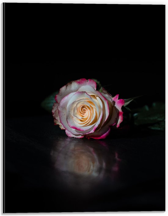 WallClassics - Dibond - Liggend Wit met Roze Roos in Donkere Omgeving - 30x40 cm Foto op Aluminium (Wanddecoratie van metaal)