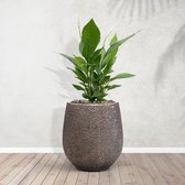 Combideal - Spathiphyllum zelfwaterende inclusief pot Mason Goud S - 100cm