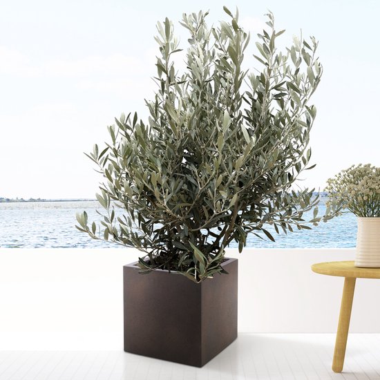 TropicTrees - Olijfboom Bonsai winterhard met een hoogte van 250 cm