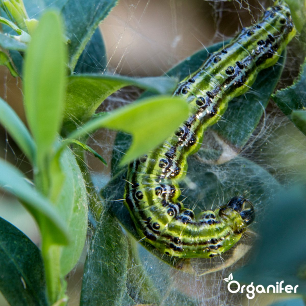 Organifer Leaf Insects Capsules - Bladluis & Wolluis - 36 stuks | bol