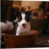 WallClassics - Verre acrylique - Puppy Zwart et Witte dans un bol - Photo 80 x 80 cm sur verre acrylique (avec système de suspension)