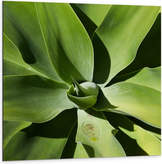 Dibond - Close-up van Groene Agave Plant - 100x100 cm Foto op Aluminium (Met Ophangsysteem)