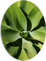 PVC Schuimplaat Ovaal - Close-up van Groene Agave Plant - 30x40 cm Foto op Ovaal (Met Ophangsysteem)