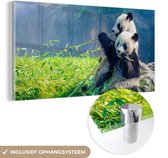 MuchoWow - Glasschilderij - Acrylglas - Panda - Bamboe - Natuur - Muurdecoratie - Schilderij glas - 120x60 cm - Wanddecoratie - Foto op glas