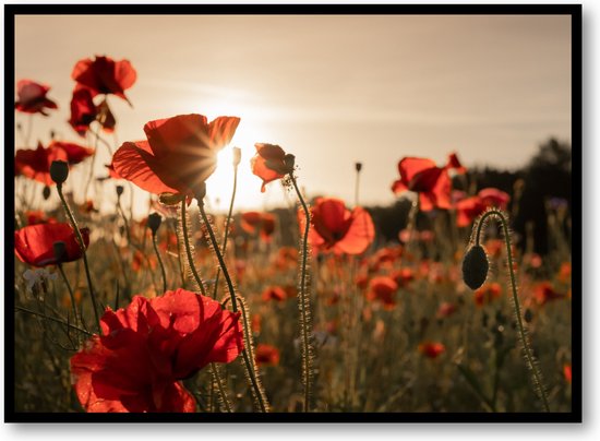 Poppy bloemen - Fotoposter 70x50 met Lijst