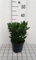 Euonymus japonicus - Japanse kardinaalshoed 20 - 30 cm in pot