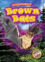 Animals of the Forest - Brown Bats