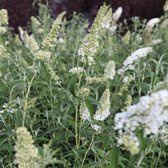 Vlinderstruik - Buddleja davidii white profusion - Buitenplant - Vlinderstruik Wit