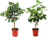 Plant in a Box - Ficus Carica - Set van 2 fruitbomen - Pot 21cm - Hoogte 70-90cm