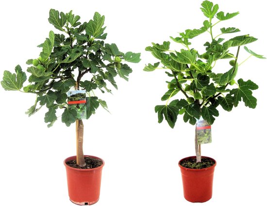 Foto: Plant in a box ficus carica set van 2 fruitbomen pot 21cm hoogte 70 90cm