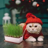 Pfotenolymp® Premium Cat Grass Bowl/Cat Grass Set - Ceramic Cat Grass Bowl - Plantset klaar met zaden, aarde en pot voor katten - met keramische kom - DIY