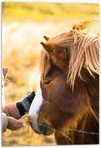 Acrylglas - Bruin IJslander Paard levend op Boerderij - 40x60 cm Foto op Acrylglas (Wanddecoratie op Acrylaat)
